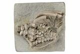 Fossil Crinoid (Eretmocrinus) - Crawfordsville, Indiana #215807-1